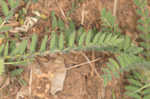 Tennessee milkvetch